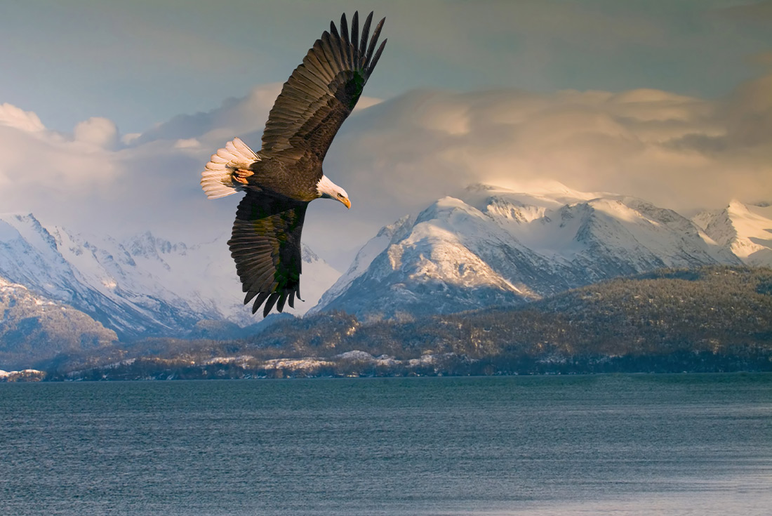 A bald eagle flying in front of Alaska mountains, USA